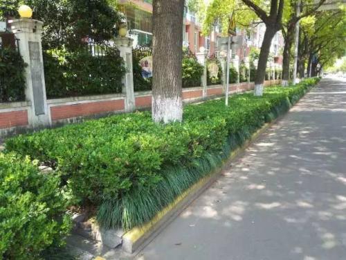 佛山市升級(jí)移動(dòng)美化道路綠化帶，引領(lǐng)園林綠化工程新潮流