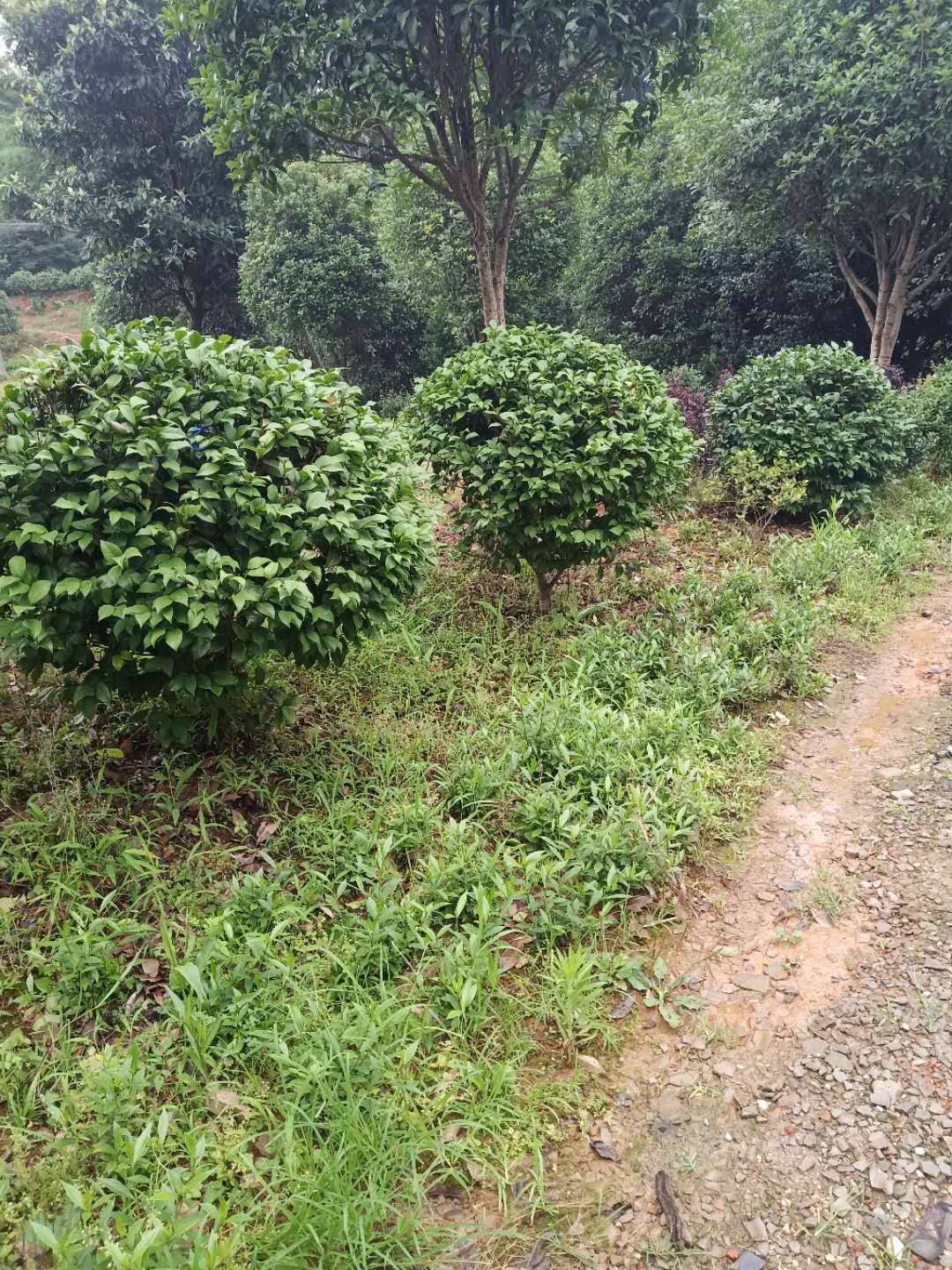 探秘茶花之美 湖南省長(zhǎng)沙市雨花區(qū)跳馬錢氏苗圃的行業(yè)擔(dān)當(dāng)