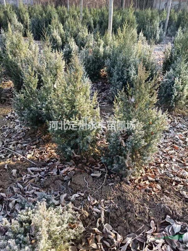 探尋望都塔檜 形態(tài)與應(yīng)用的園林景觀解析